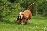 BASSET HOUND 113